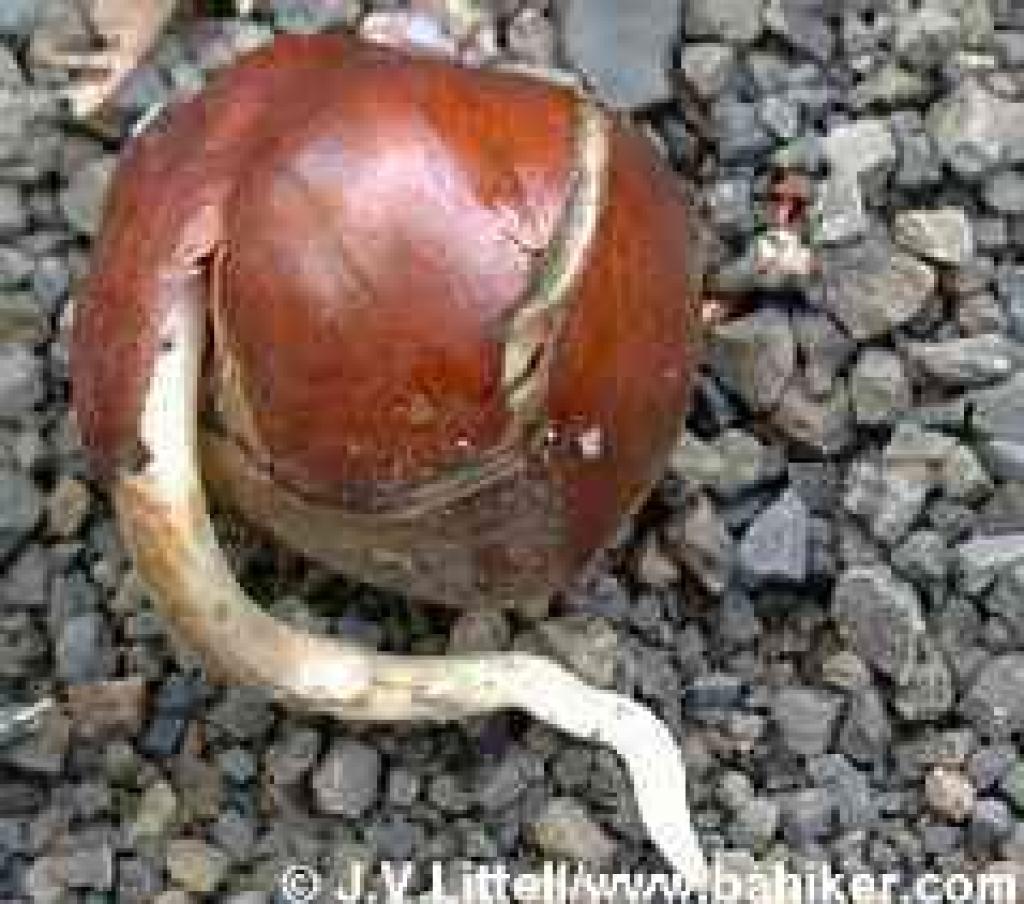 Buckeye seed in winter