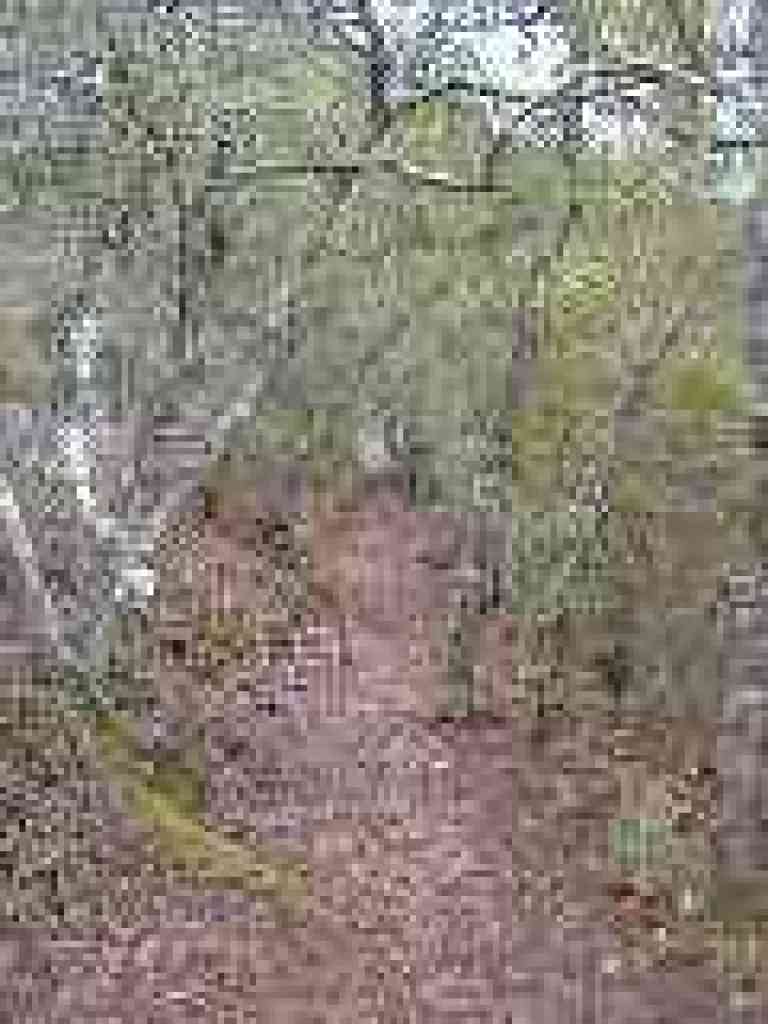 Through the trees