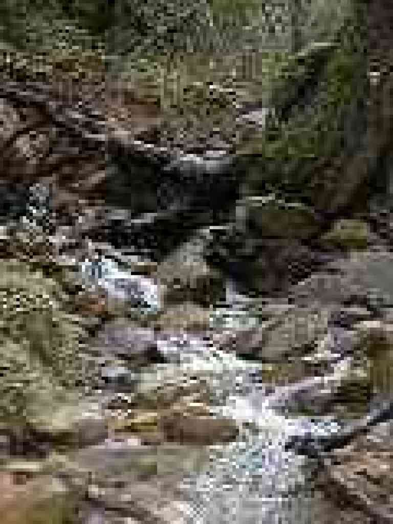 Swanson Creek