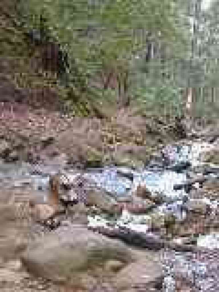 Creek crossing