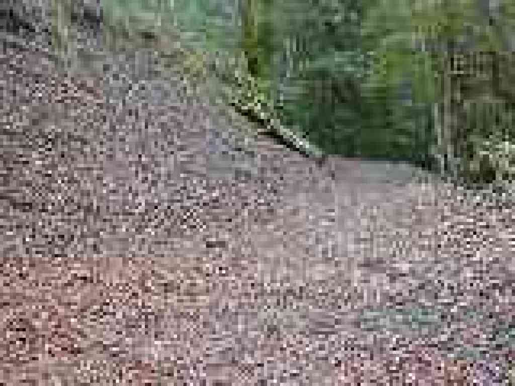 Basin Falls Trail