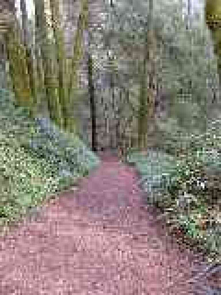 Shaded trail