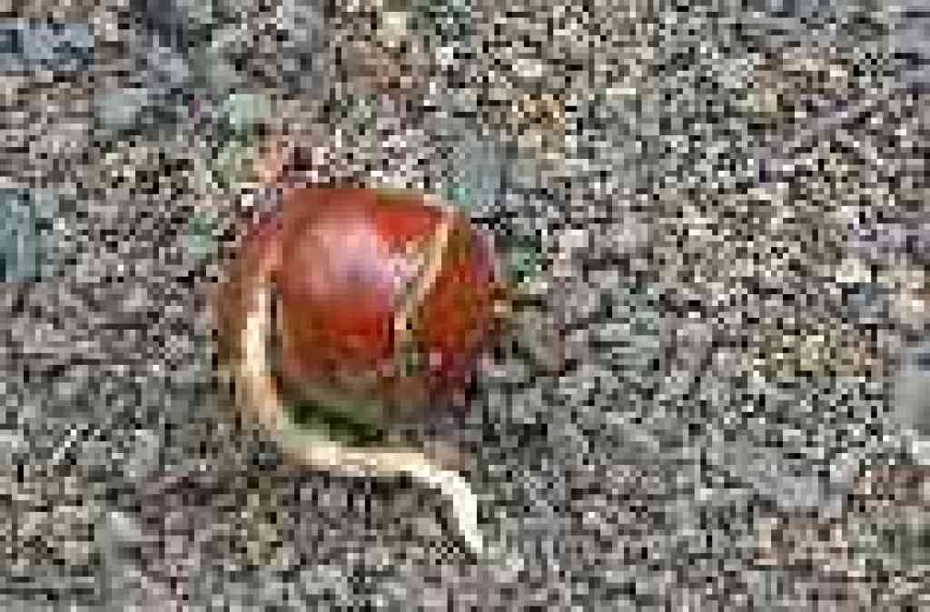 Buckeye seed pod