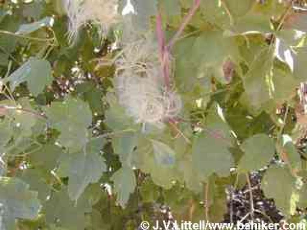Clematis photo