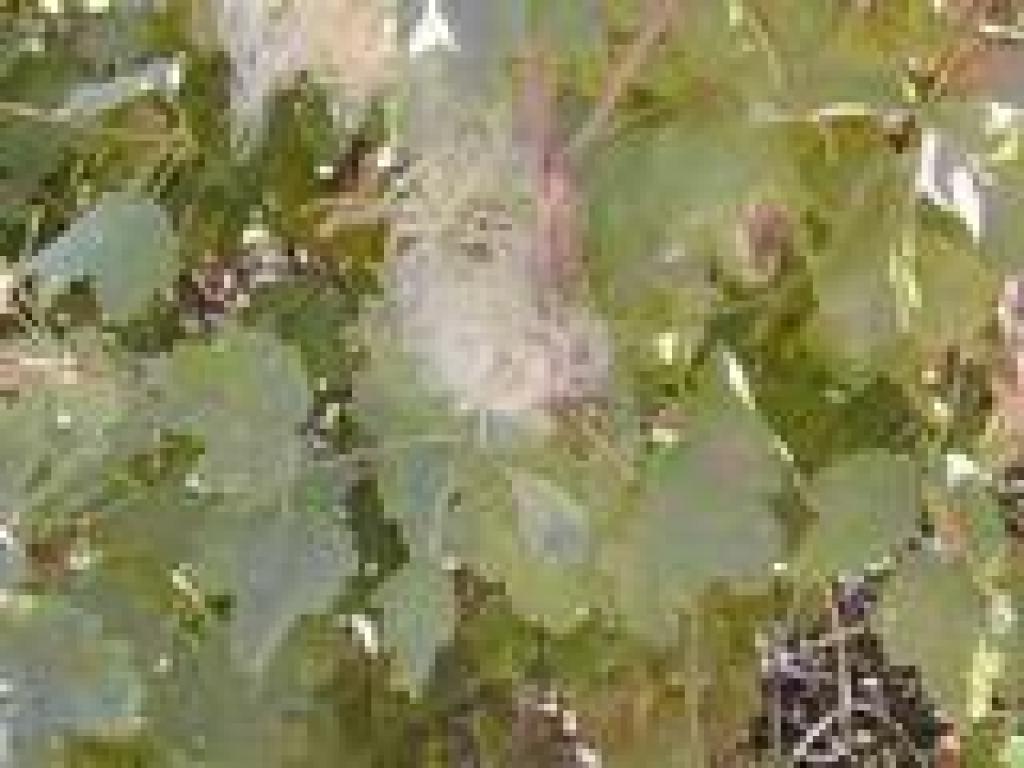 Clematis