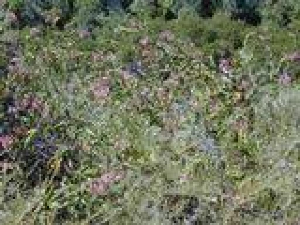 Honeysuckle