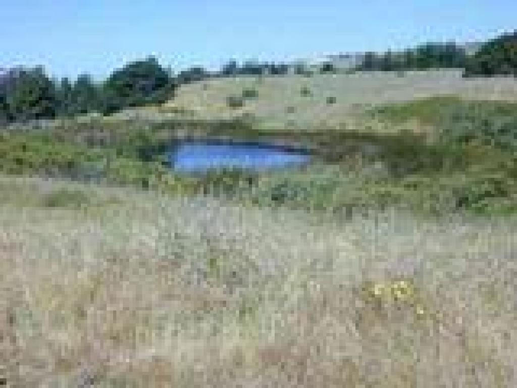 Little pond