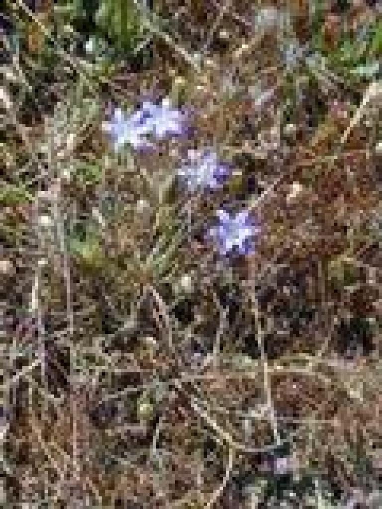 Brodiaea