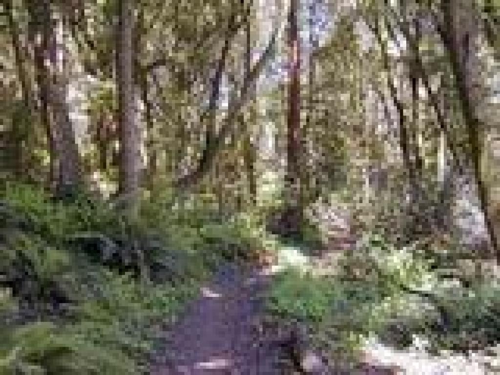 In the woods