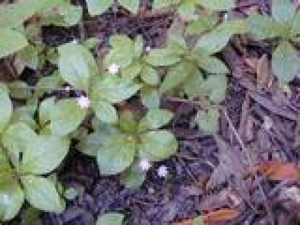 Starflower