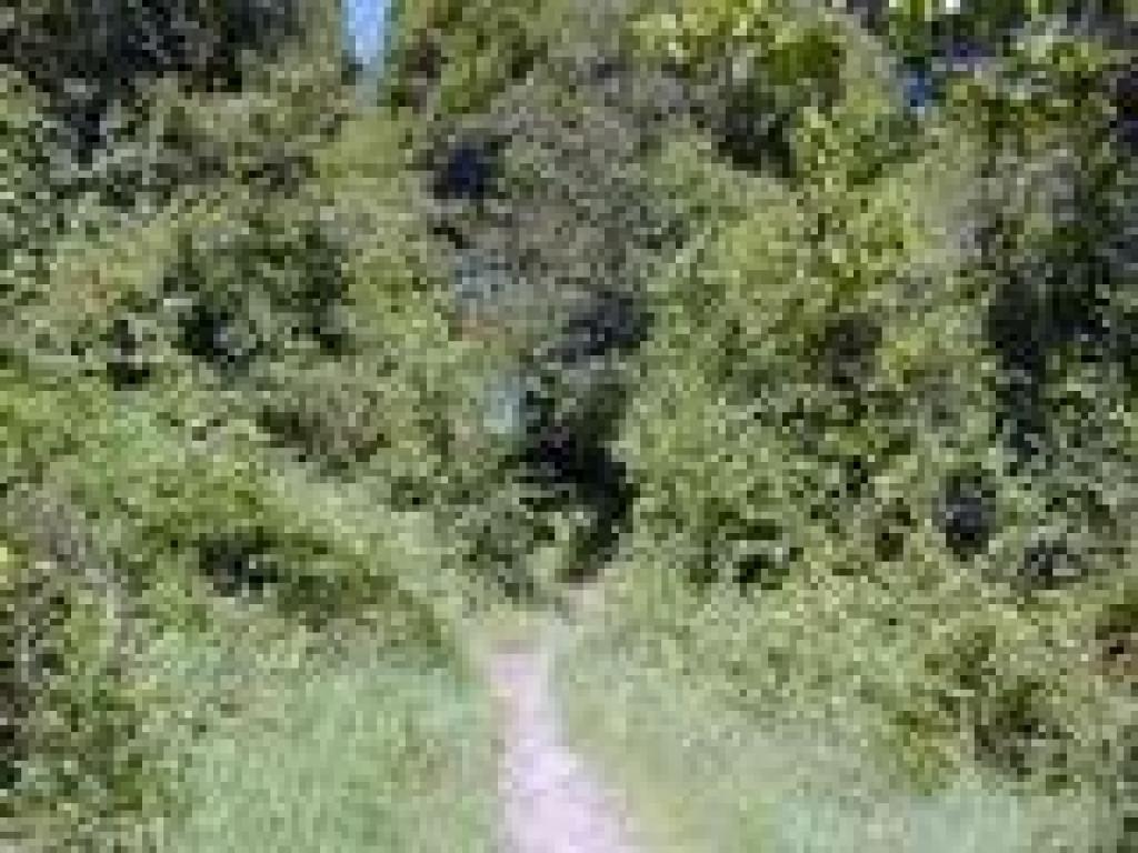 Dense foliage along the trail