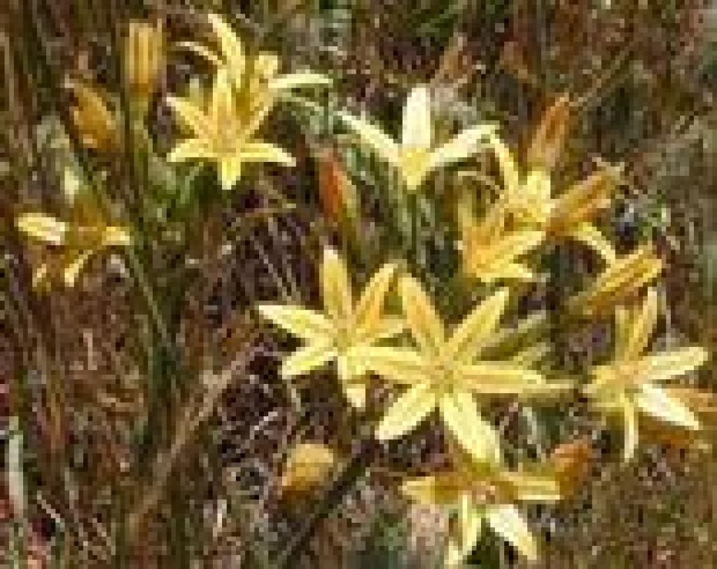 Golden brodiaea