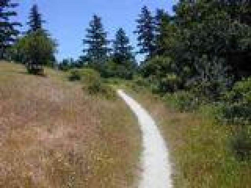 Trail curves around trees