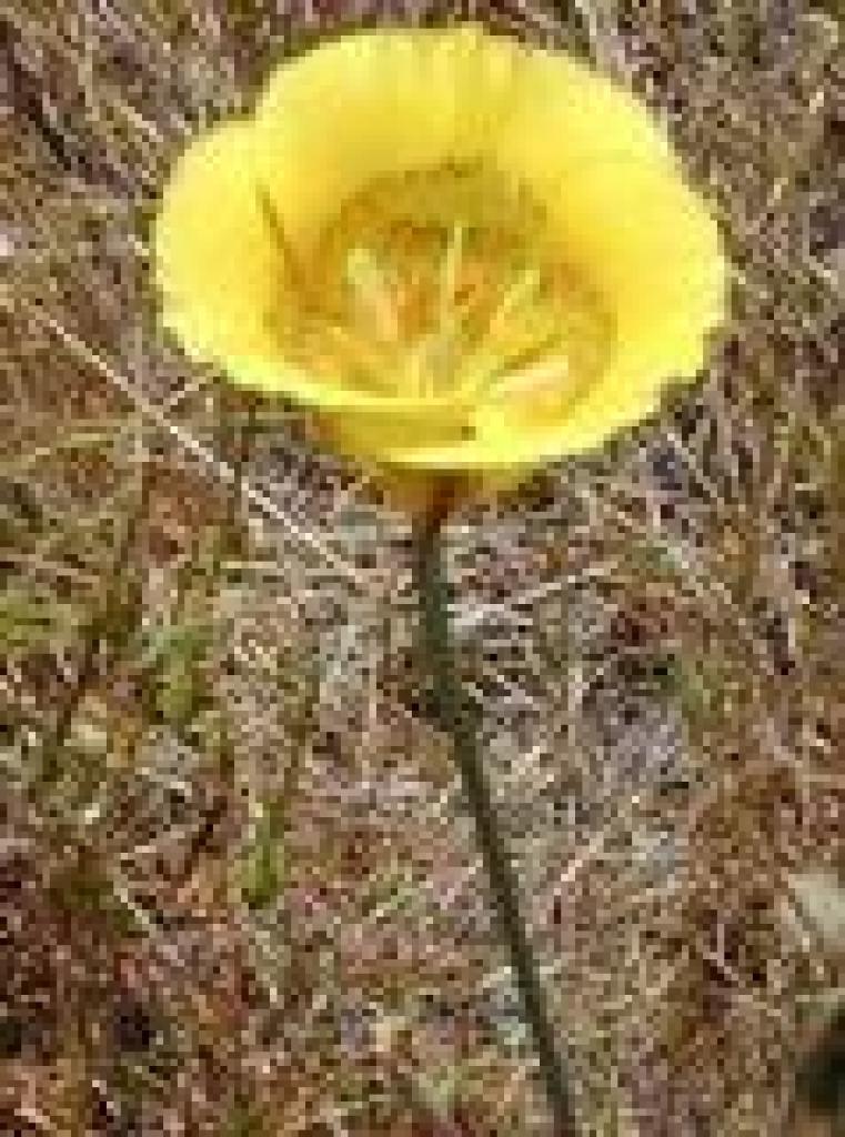 Yellow mariposa lily