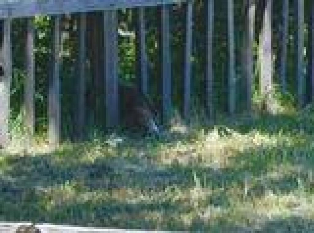 Bobcat