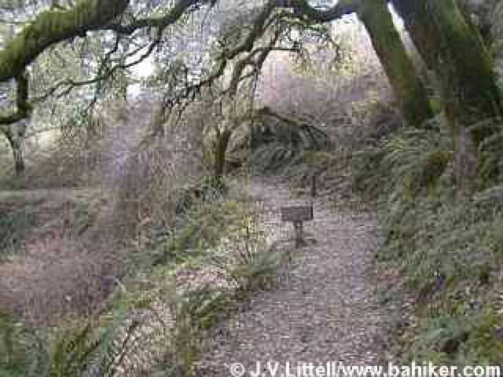 Junction of Hamms Gulch and Lost Trail