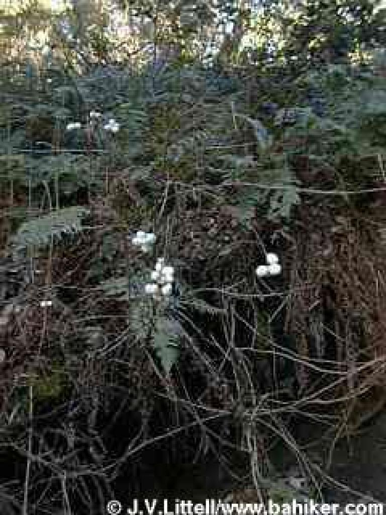 Snowberries in winter