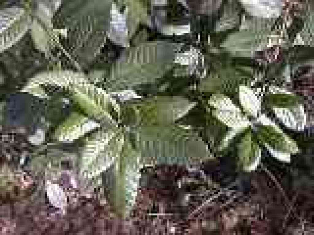 Tanoak
