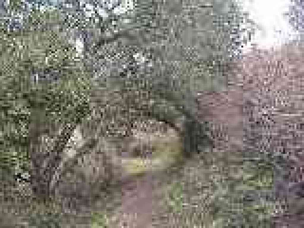 Lost Trail