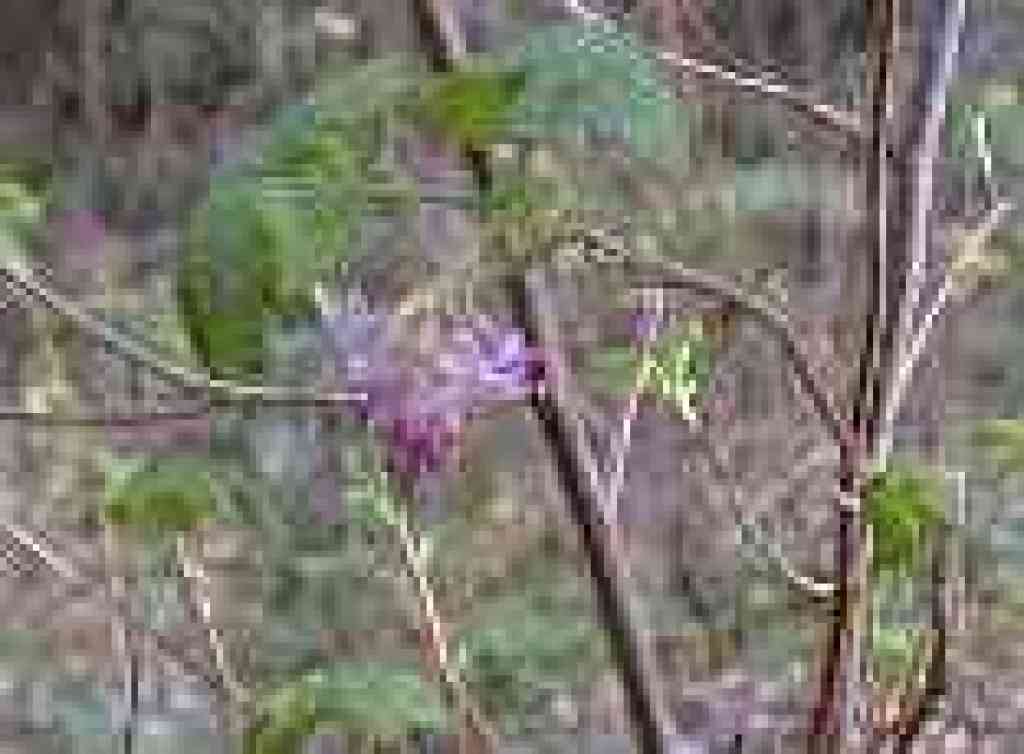 Flowering currant