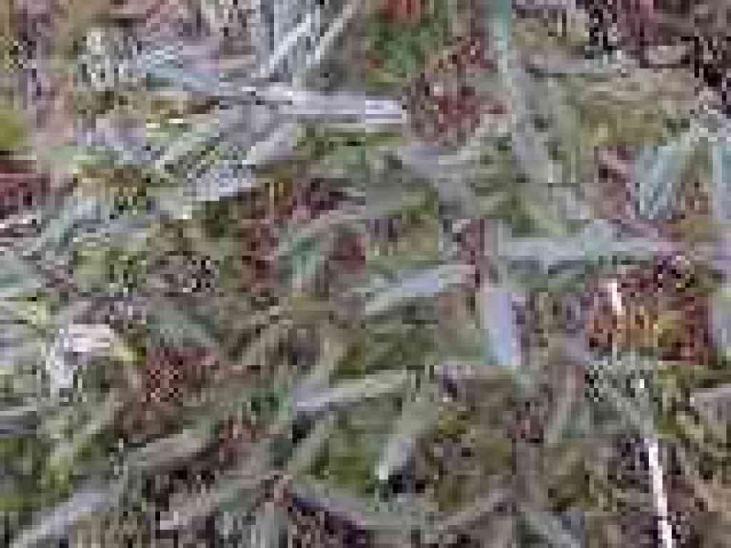 Coffeeberry