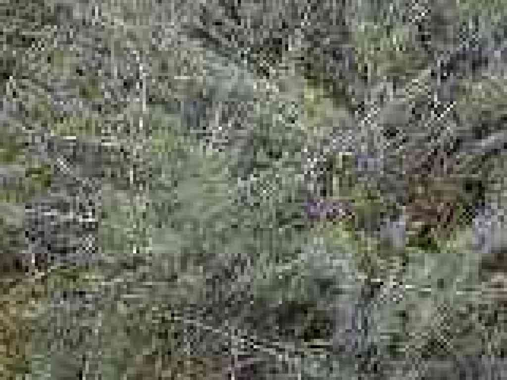 Sagebrush