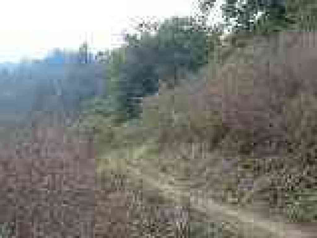 Starting a descent into the woods