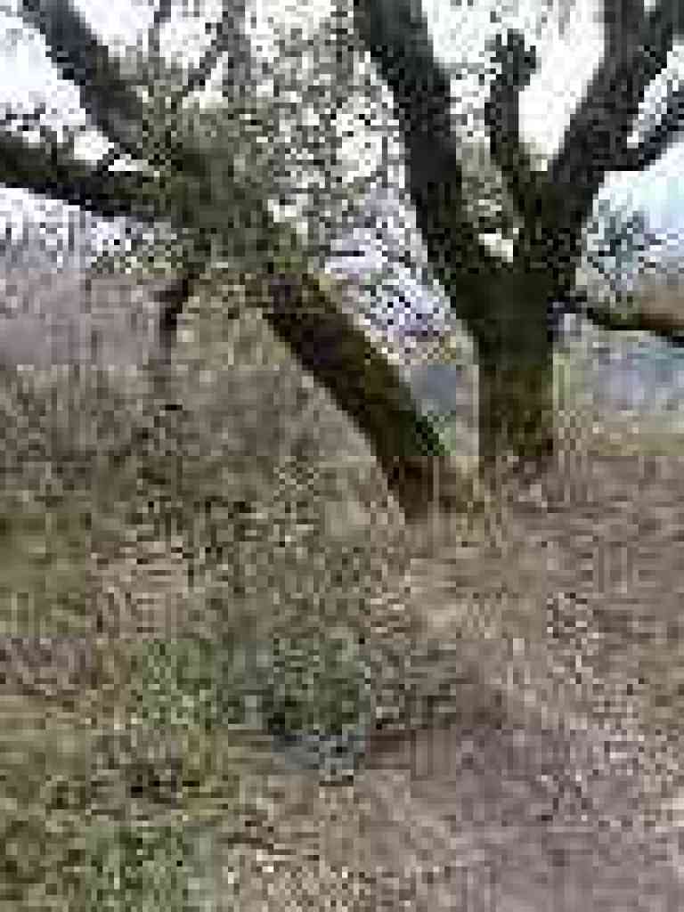 Oak branch blocks the trail