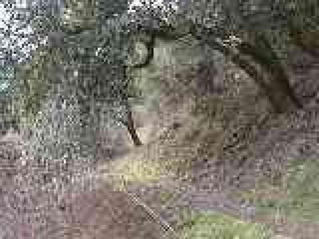 Lost Trail