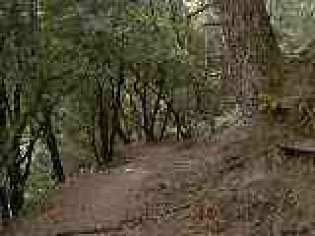 Tanoak, Douglas fir, and California bay woods