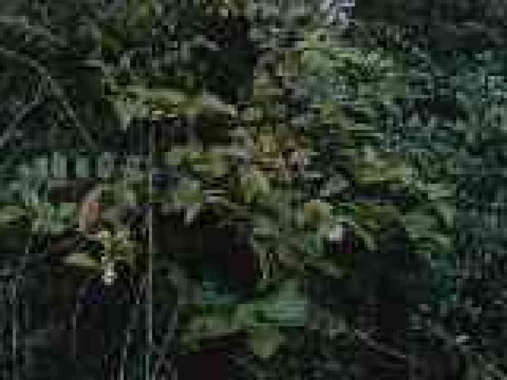 Huckleberry
