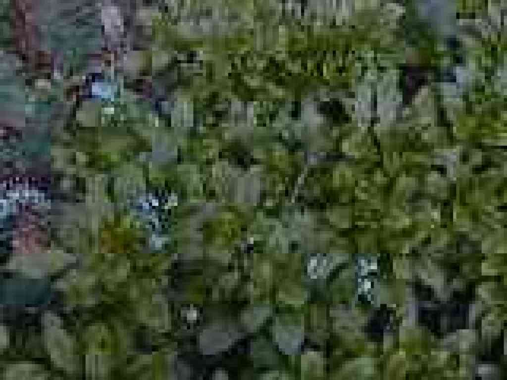 Forget me nots