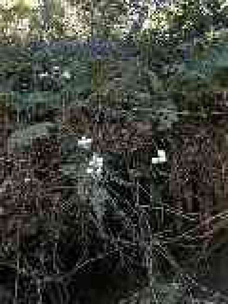 Snowberries