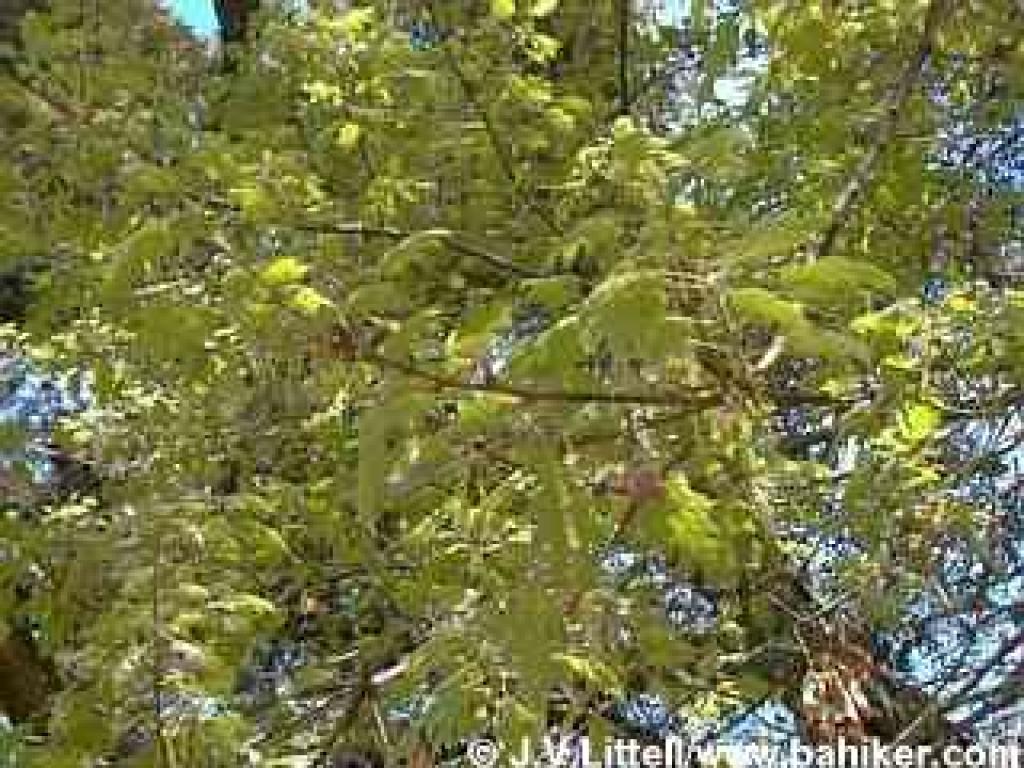 Black oak photo