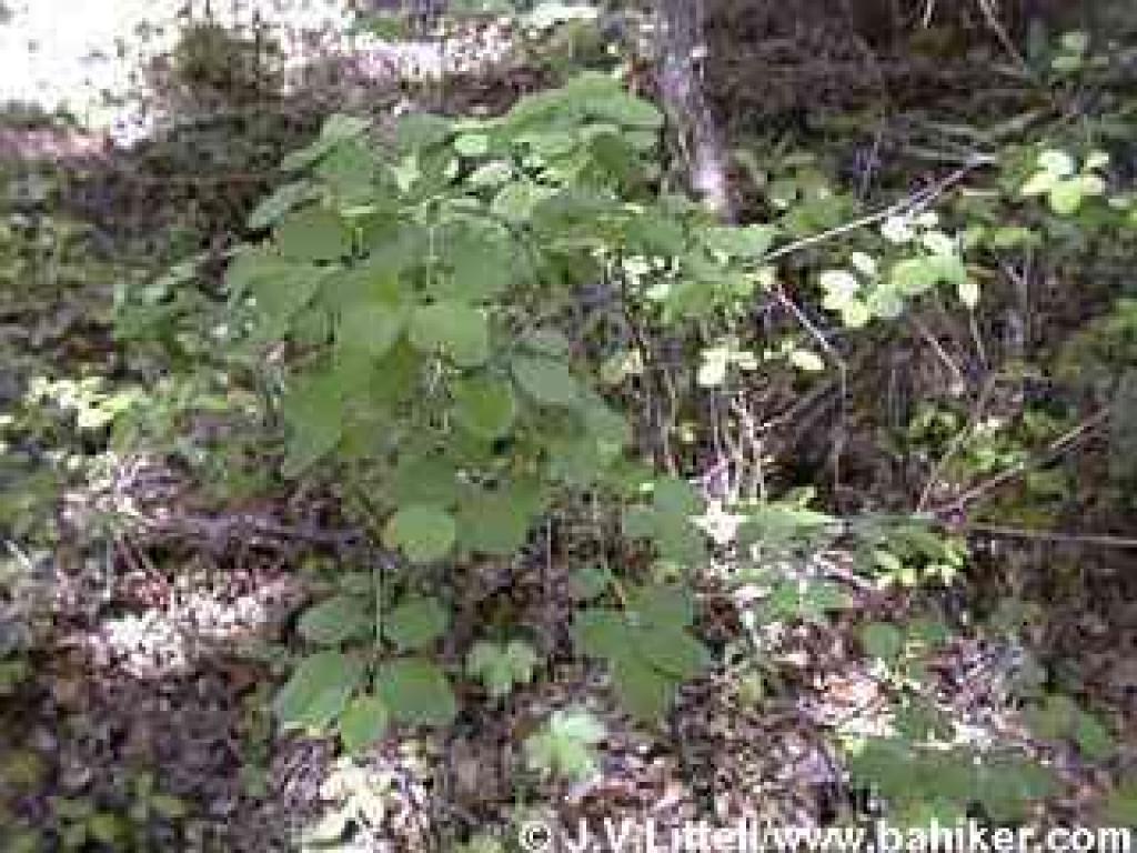 Snowberry photo