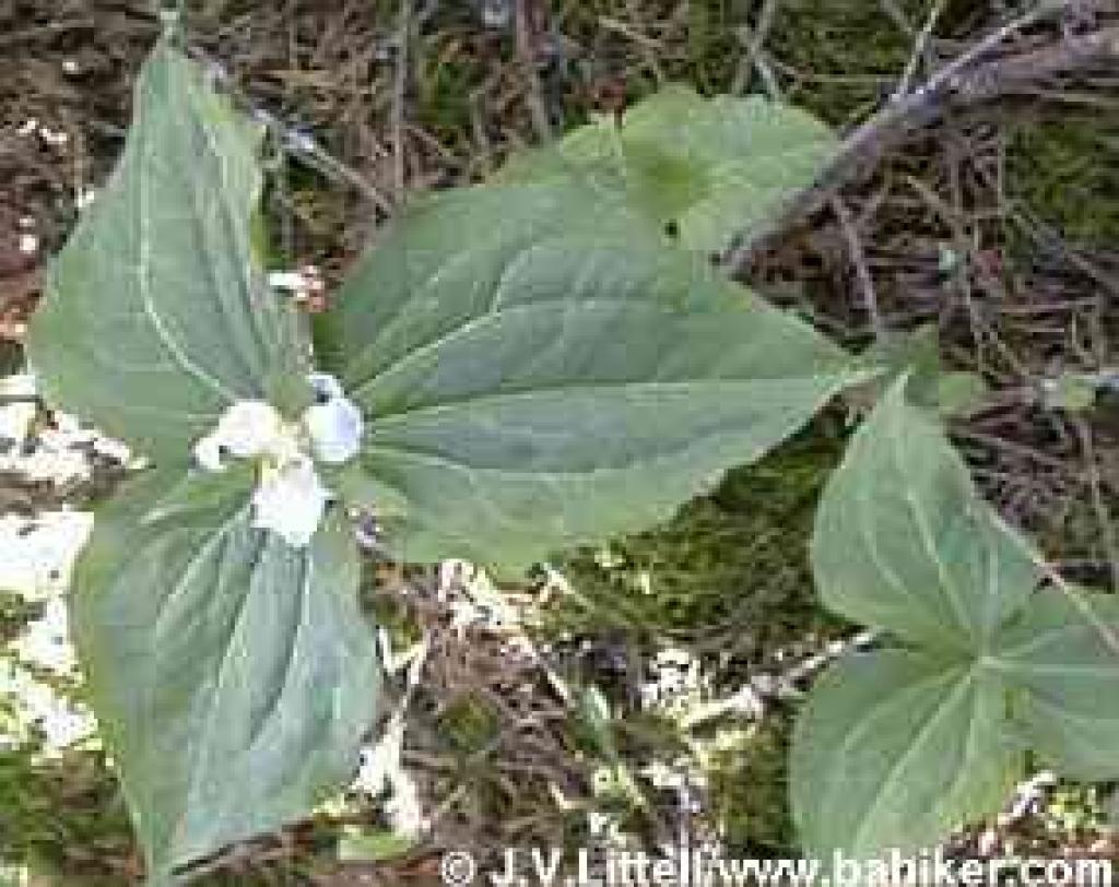 Trillium photo