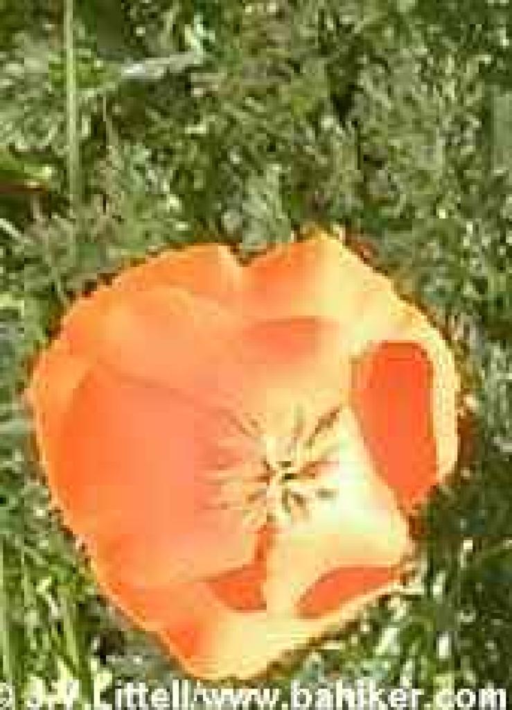 Poppy photo