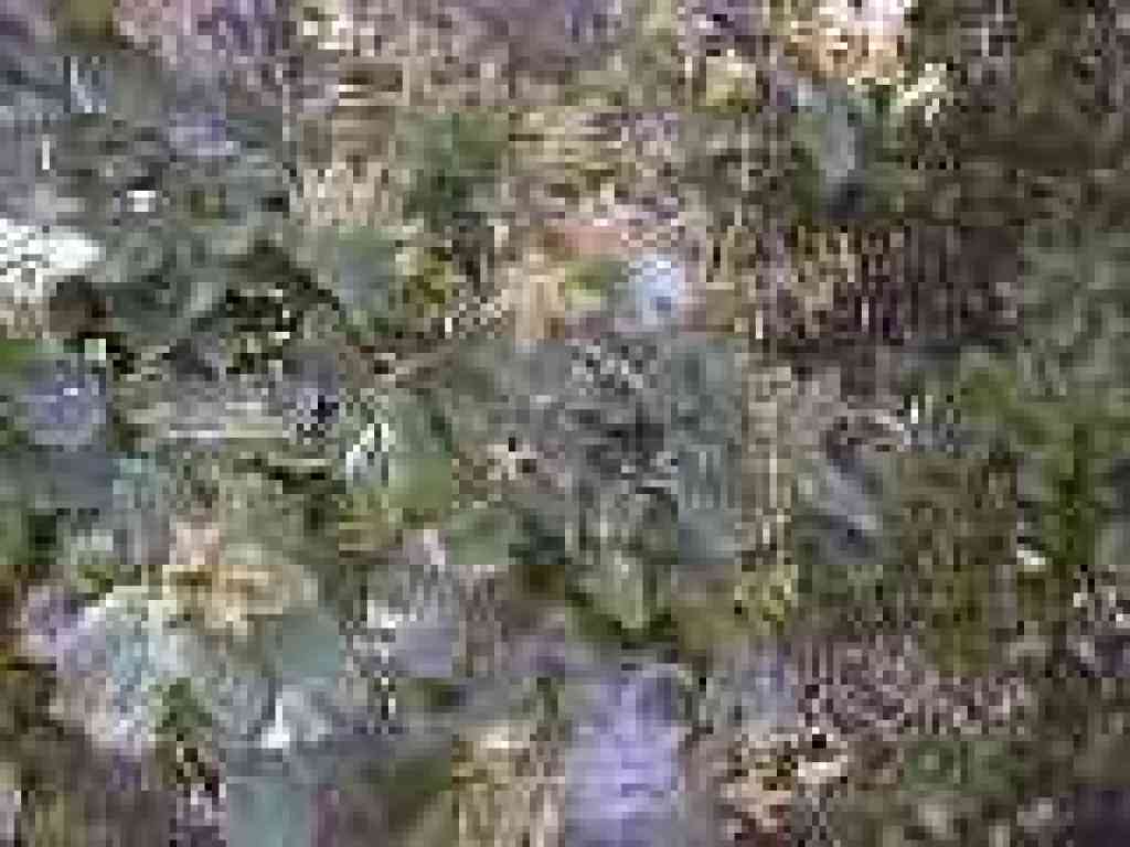 Oak