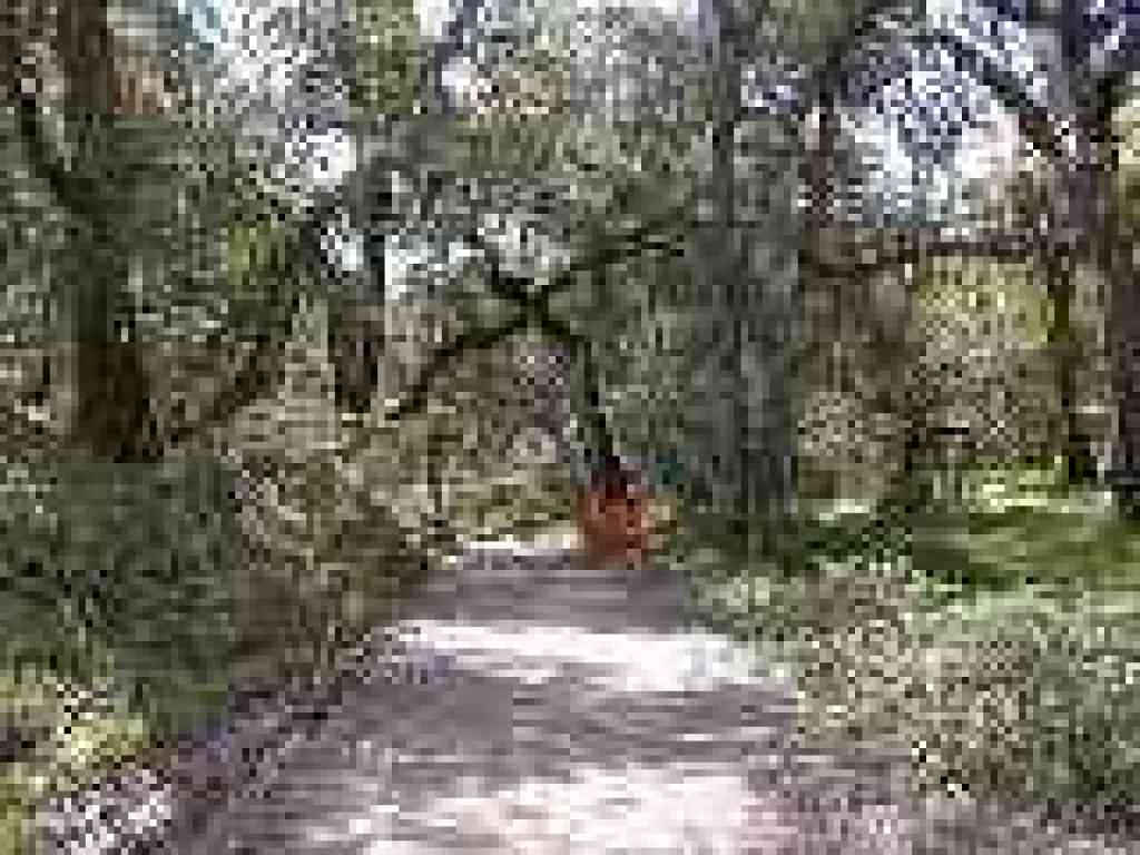 Under oaks
