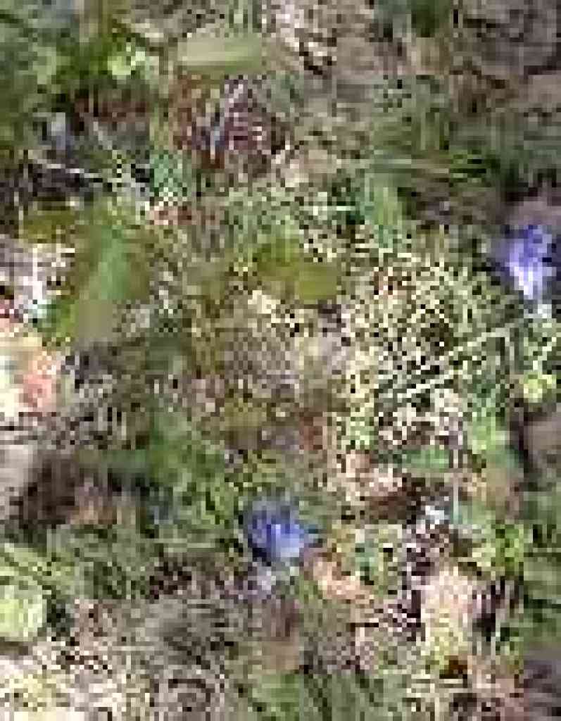 Poison oak and bluedicks