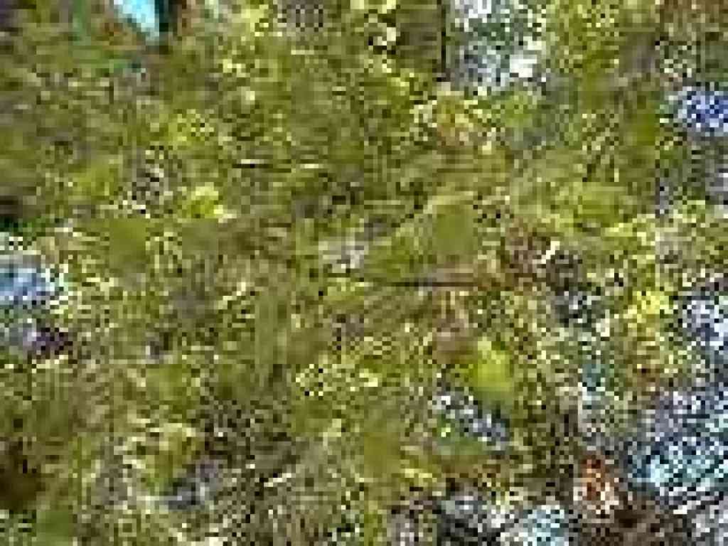 New black oak leaves