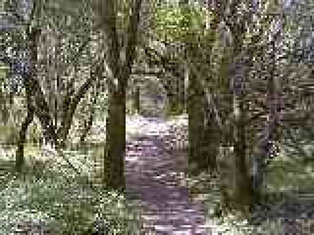 Into the woods