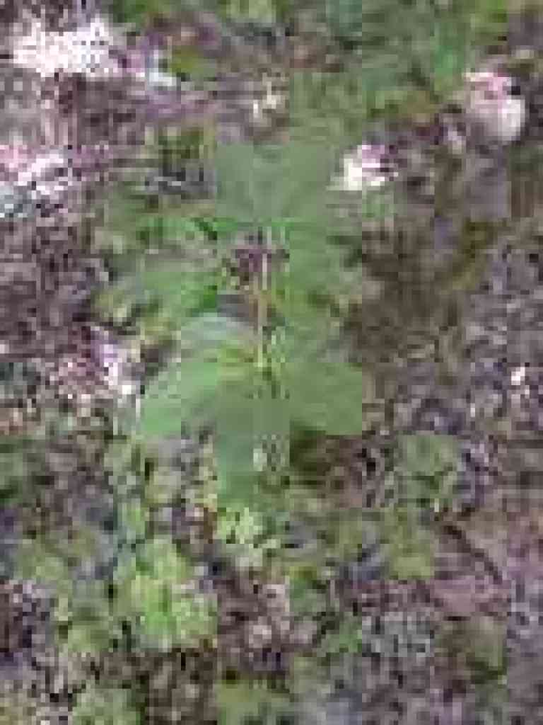 Buckeye