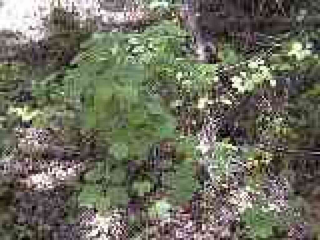 Snowberry