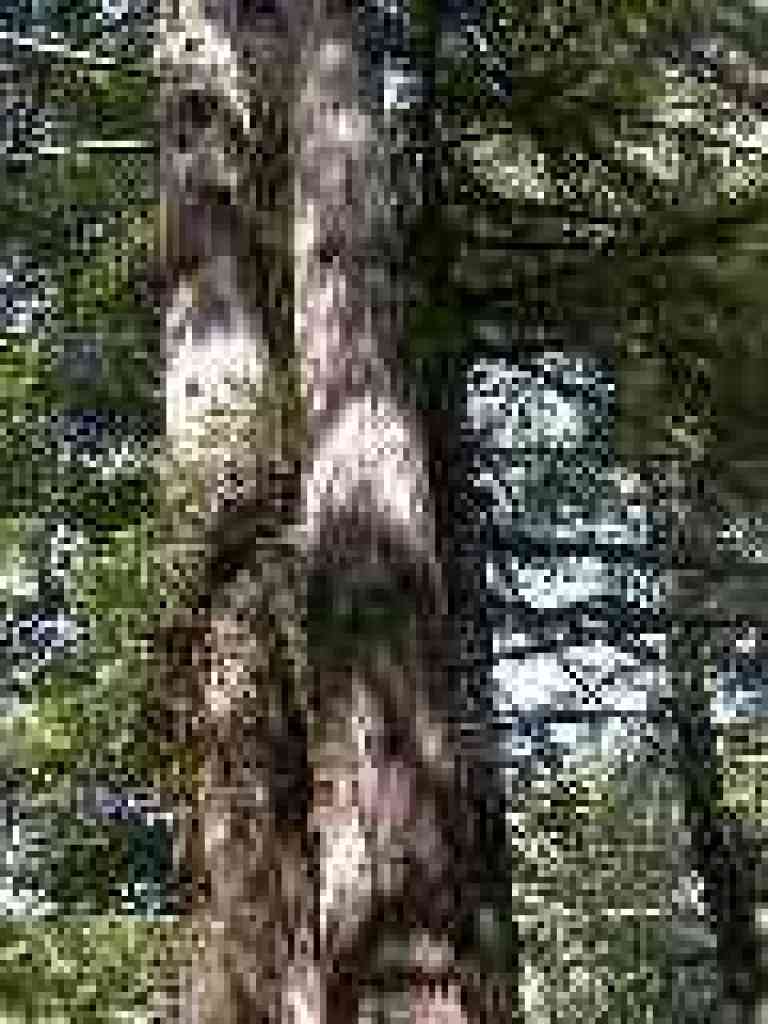 Redwoods