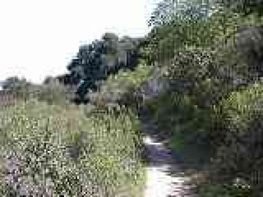 Chaparral