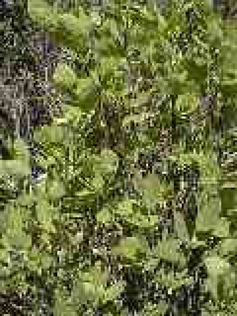 Leatherwood