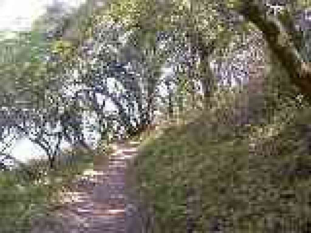 Back in the woods