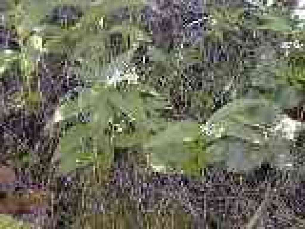 Slim solomon's seal?