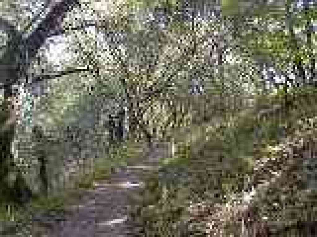 Hamms Gulch Trail